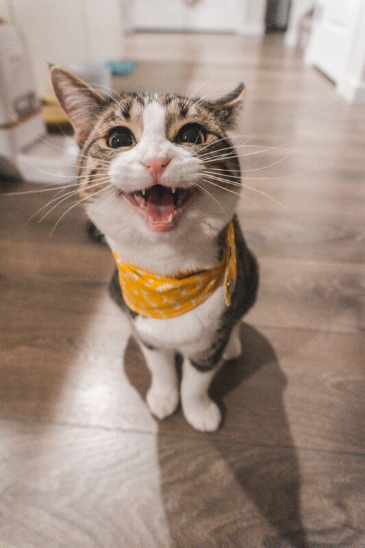 The Ultimate Guide To Cat Collars And Harnesses