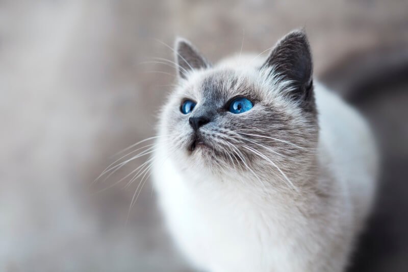 Essential Accessories For Feeding Your Cat: Bowls