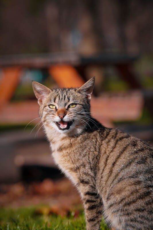 Essential Guide To Cat Climbing Trees And Activity Towers