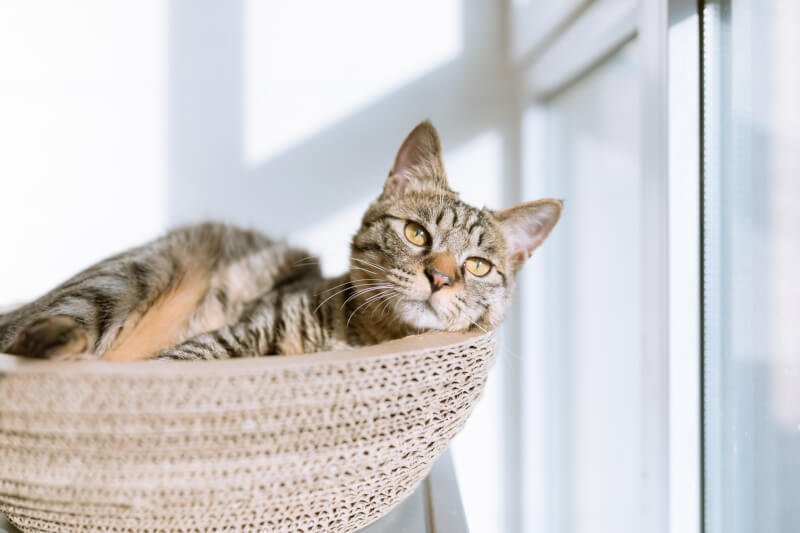 Most Popular Cat Accessories For Health And Wellness: Supplements