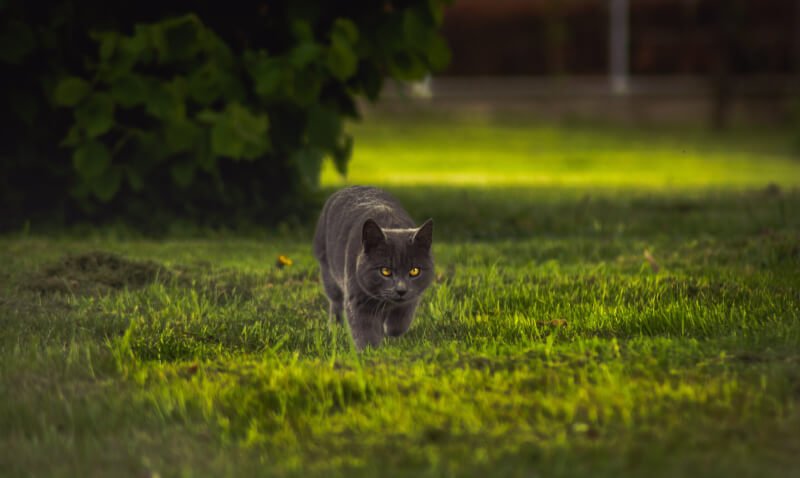 The Importance Of Cat Accessories For Mental Stimulation And Enrichment