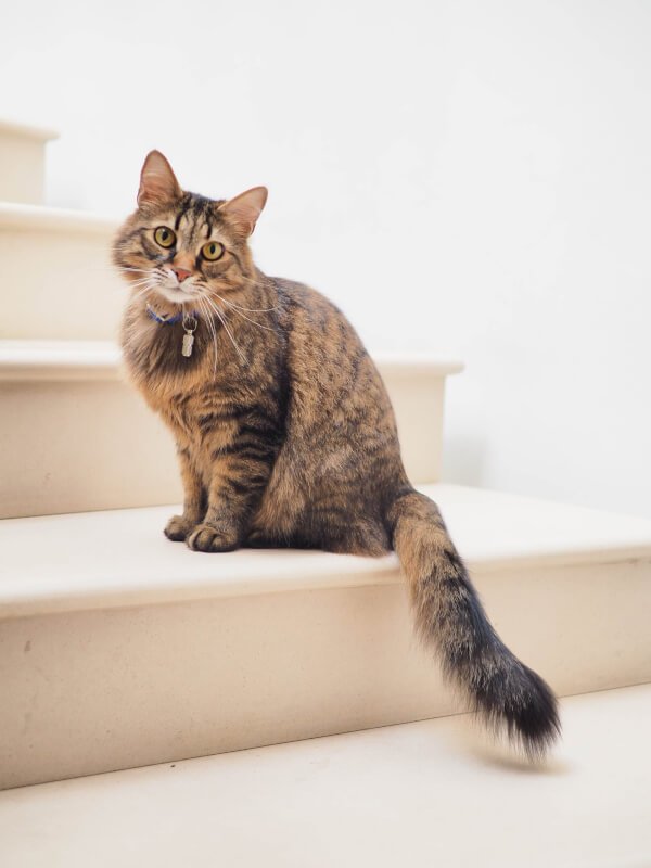 Top Ways To Cat-Proof Your Home With Essential Accessories