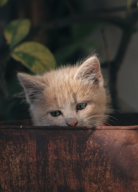 Why Every Cat Owner Needs A Scratching Post And How To Choose The Right One