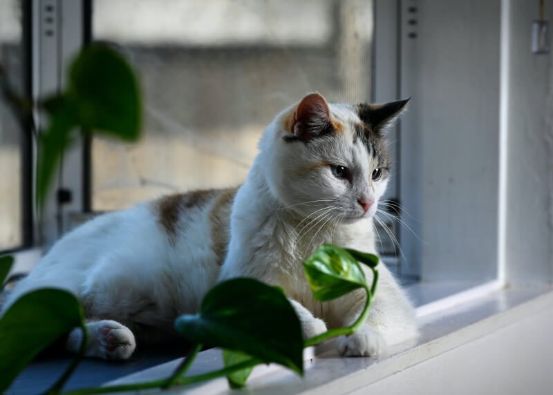 Why Every Cat Owner Needs A Window Perch For Their Furry Companion