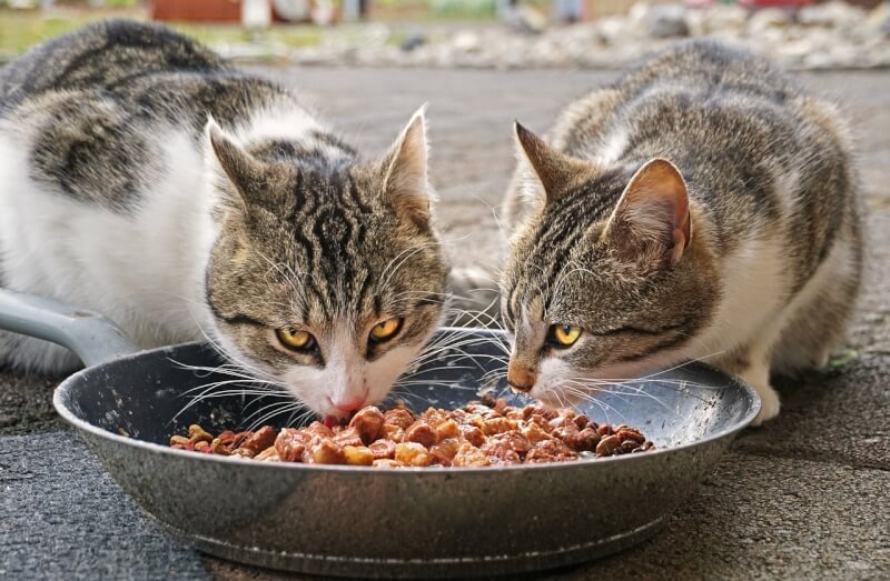 cats, eating, food