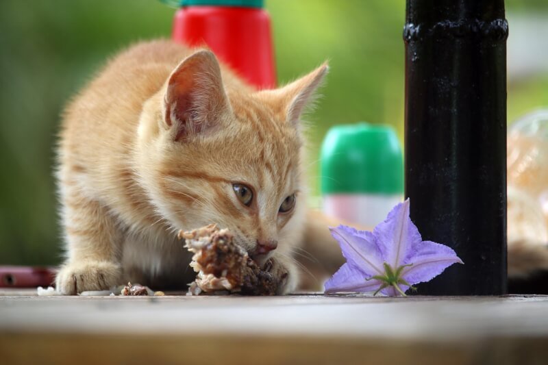 cat, feeding, animal