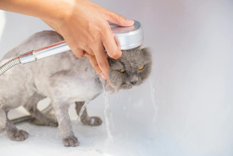 Photo of a Person Bathing a Cat