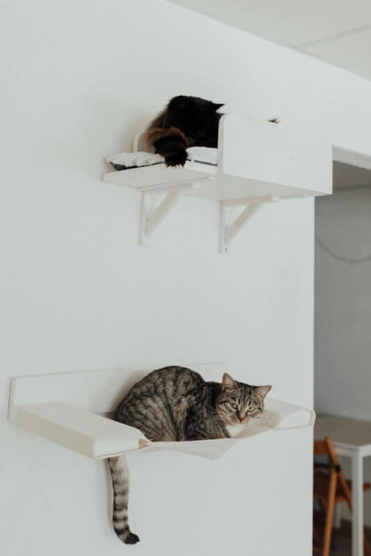 A Tabby Cat on a Hanging Pet Bed