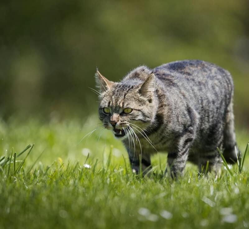 Angry Cat on a Green Grass