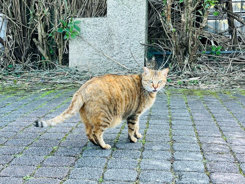 a cat walking across a brick walkway in front of a building