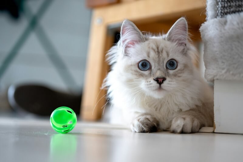 white and brown cat on white table